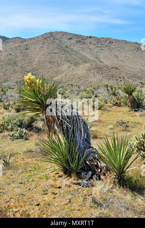 Fioritura di Yucca, Cool Canyon, Anza-Borrego Desert State Park, CA, Stati Uniti d'America 120328 30223 Foto Stock