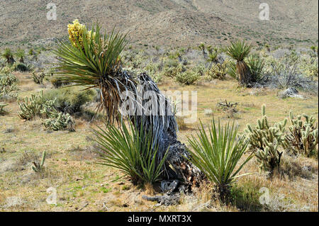 Fioritura di Yucca, Cool Canyon, Anza-Borrego Desert State Park, CA, Stati Uniti d'America 120328 30224 Foto Stock