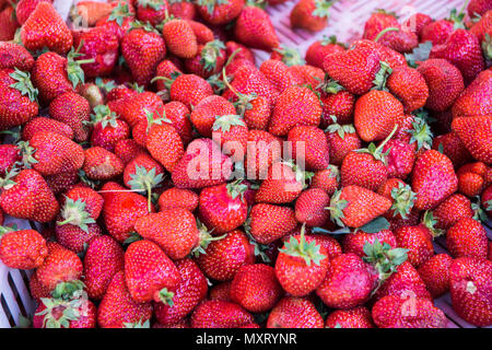 Fresche fragole organica frutta sul mercato contadino tabella Foto Stock