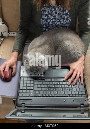 Una donna seduta su un divano con un gatto grigio addormentato sul suo computer portatile. Foto Stock