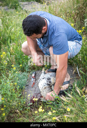 Areni, Armenia, 1 Giugno 2018: l uomo è il taglio di una testa di un gallo come sacrificio a Dio Foto Stock