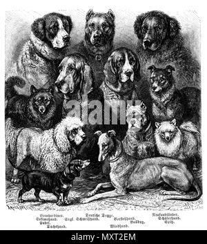 Cane domestico, Razze: Saint Bernard, Eschimese cane barboncino, Basset, Alano, cane a coda di rondine, puntatore, Bulldog Greyhound, Terranova, cane pastore, Spitz, C.G. Specht und A. sp[echt] 1889 Foto Stock