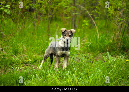 Cool grey cucciolo mongrel con orecchie pendenti con interessanti appare in un riquadro in una naturale sfondo verde Foto Stock