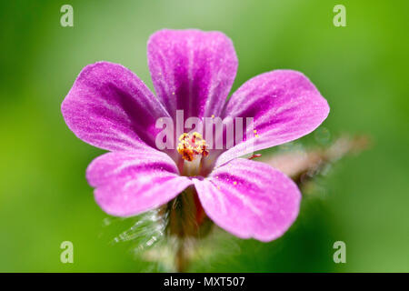 Herb-Robert (Geranium robertianum), in prossimità di un unico fiore che mostra il dettaglio contro un semplice sfondo verde. Foto Stock