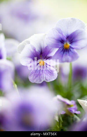 Mazzetto di homegrown pansies in blu Foto Stock