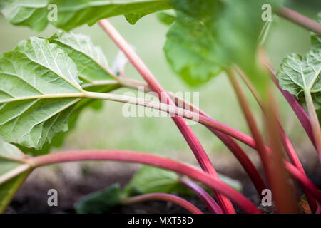 Crescendo il rabarbaro nel giardino di casa Foto Stock