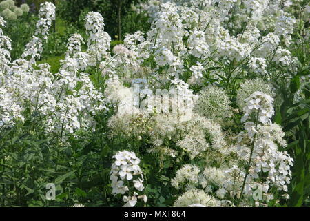 Una vista ravvicinata della ondeggianti fiori bianchi nel giardino Bianco presso il castello di Sissinghurst, progettato da plantswoman Vita Sackville-West Foto Stock