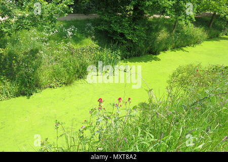 L'ex Moat presso il castello di Sissinghurst è un vivido verde lime background per i fiori selvatici e di verde sulle rive; proprietà del National Trust, Kent Foto Stock