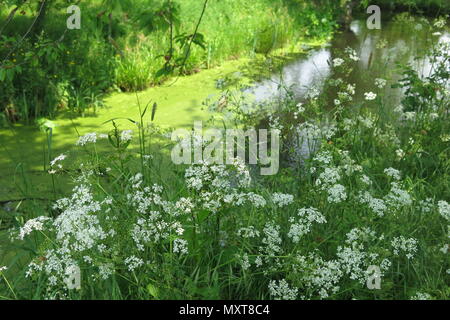 L'ex Moat presso il castello di Sissinghurst è un vivido verde lime background per i fiori selvatici e di verde sulle rive; proprietà del National Trust, Kent Foto Stock