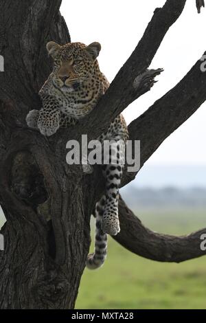 Leopard nella struttura ad albero in cerca di prede sul Massai Mara Savannah. Leopard femmina (Panthera pardus). La foto è stata scattata nella zona di Olare Motorogi Conservancy Foto Stock