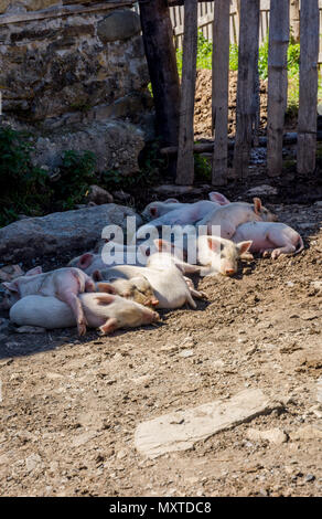 Suini giovani dormire fuori nel sole Foto Stock