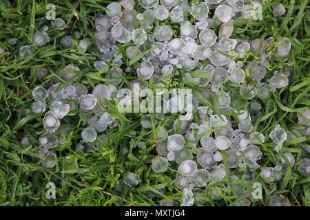 Grandi pietre di grandine giacente in erba dopo una severa thunderstom. Foto Stock