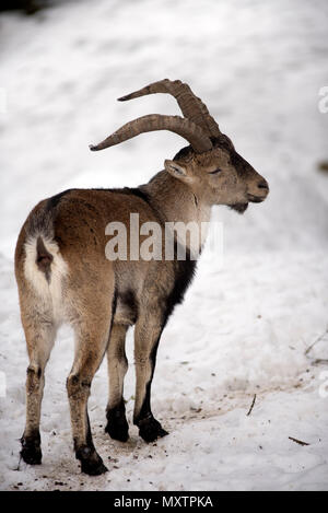 Stambecco dei pirenei nella neve, Capra pyrenaica, Spagna Foto Stock