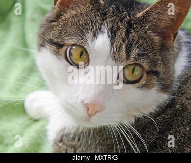 Close up di un corto interno pelose cat. Grande e luminosa color nocciola occhi, morbido naso rosa e bianco di fronte e baffi Foto Stock