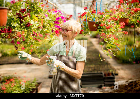 Ritratto di felice senior fioraio donna in piedi e utilizzando l'irroratrice nel grande giardino di fiori Foto Stock