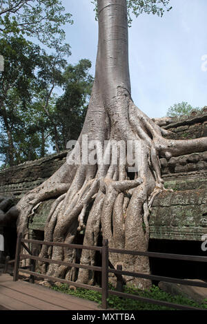 La Cambogia Siem Raep, Angkor, Tempio di Ta Prohm, Tomb Raider movie Foto Stock