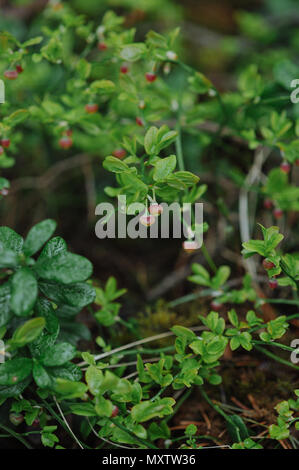 Germogli di cespugli di mirtilli con fiori nella foresta vicino. Foto Stock