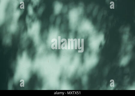 Una parete di colore verde-calce illuminata con ombre e luci dalle foglie sparse su di essa. Foto Stock