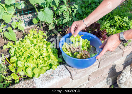 Femail raccolta a mano del cibo dal giardino come la lattuga e bietole per insalate Foto Stock