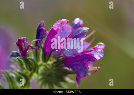 BlueWeed, Echium Plantagineum fiori Stellenbosch Western Cape Foto Stock