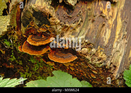 Tronco con ripiano di funghi che crescono su lato- Polypores Foto Stock