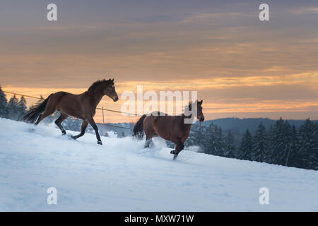 Due corse dei cavalli da corsa attraverso la neve. Giornata invernale e arriva alla fine e il cielo mostra un brillante tramonto. I cavalli sono vitalità Foto Stock