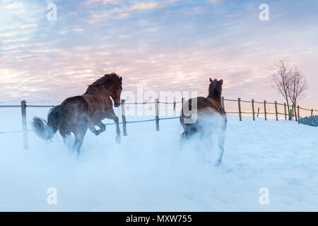 Due corse dei cavalli da corsa attraverso la neve. Giornata invernale e arriva alla fine e il cielo mostra un brillante tramonto. I cavalli sono vitalità Foto Stock