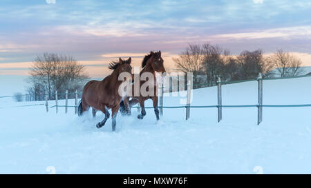 Due corse dei cavalli da corsa attraverso la neve. Giornata invernale e arriva alla fine e il cielo mostra un brillante tramonto. I cavalli sono vitalità Foto Stock