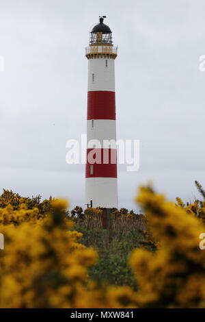 Tarbat Ness faro situato sulla punta della penisola vicino al villaggio di pescatori di Portmahomack, la costa orientale della Scozia. Regno Unito Foto Stock