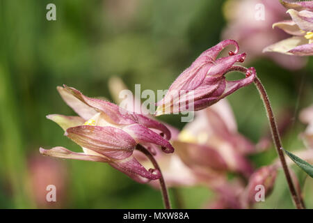 Rosa (columbine Aquilegia) fiore in posizione chiusa nel nord Idaho. Foto Stock