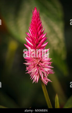 Close up di un Celosia, celosia argentea, all'arboretum a Manito Park di Spokane, Washington. Foto Stock