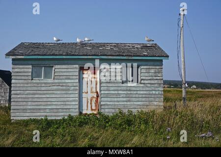 Neil, Porto Cape Breton, Nova Scotia, Canada: i gabbiani appollaiato sul tetto di un vecchio capannone che ha una porta arrugginita e mancano tegole del tetto. Foto Stock