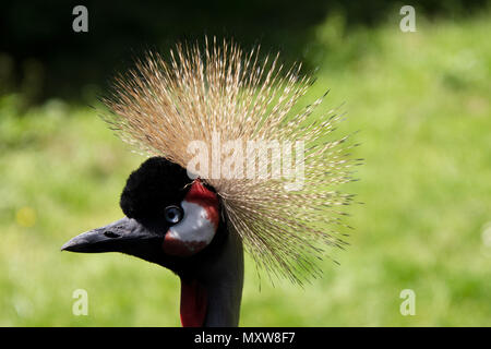 Il Grey Crowned Crane (Balearica regulorum) è un uccello della famiglia di gru, Gruidae. Uccello nazionale di Uganda Foto Stock