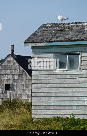 Neil, Porto Cape Breton, Nova Scotia, Canada: Gabbiano appollaiato sul tetto di un vecchio capannone che ha una porta arrugginita e mancano tegole del tetto. Foto Stock