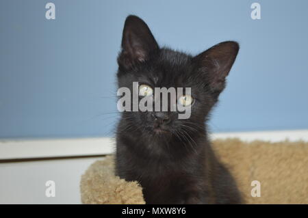 Gattino nero, 8 settimane Foto Stock
