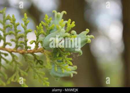 White cedro frutto su la fine di un ramo. Foto Stock
