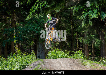 Mountain bike nella Foresta reale di Dean, nel Gloucestershire. Foto Stock