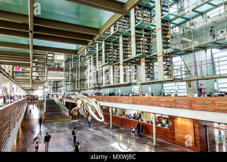 Città del Messico, ispanico Latino etnico latino, messicano, Buenavista, Biblioteca Vasconcelos Public Library, architetto contemporaneo Foto Stock