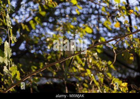 Bella Parrot Myiopsitta monachus in piedi su un albero in un freddo giorno di Buenos Aires Foto Stock