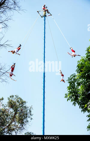 Città del Messico,Polanco,Ispanico,immigrati immigrati,Messicano,Museo Nacional de Antropologia Museo Nazionale di Antropologia,Totonac indigeno,Voladores Foto Stock