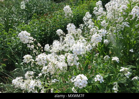 Viola e bianco Hesperis in funzione il giardino di taglio presso il castello di Sissinghurst, Vita Sackville-West's garden nel Kent Foto Stock