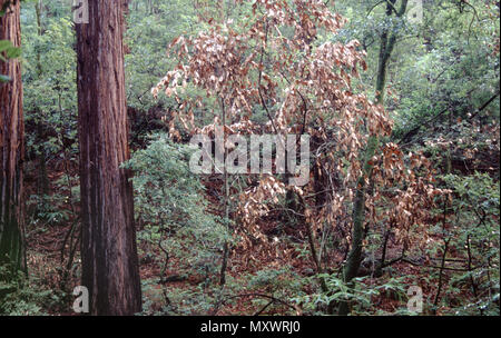 Improvvisa morte di quercia, costiere Live Oak. Foto Stock