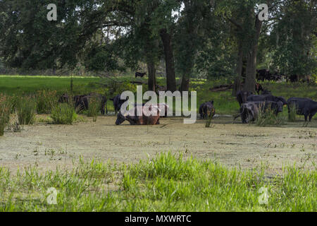 Vacche Bovini acqua potabile da piccolo stagno. Foto Stock