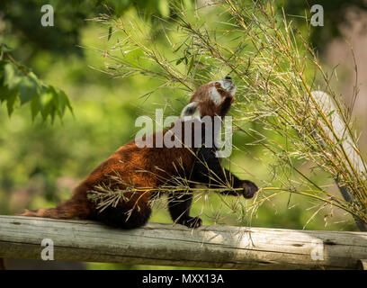 Graziosi animali, uno rosso orso panda mangiare bambù. Animale seduto su un registro, tenendo in mano un ramo di bambù mentre si estende verso il verde delle foglie. Verde bosco in background. Foto Stock