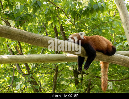 Panda rosso recare in appoggio su un registro, cercando premuto e stanco. Verde bosco in background. Foto Stock