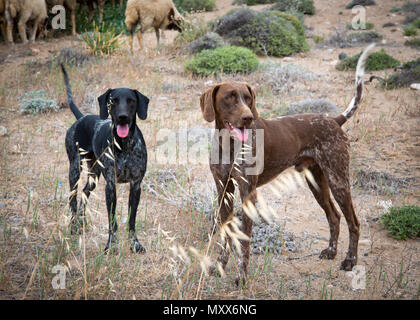 Guardia delle pecore, tipo di cani di tumulo uno nero l'altro marrone guardando la telecamera attenzione a qualsiasi pericolo, pecore in background, Cipro settentrionale. Foto Stock