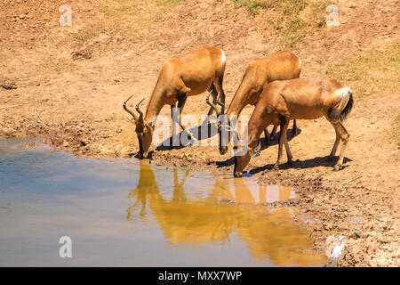 Tre African Impala o Antilope drink presso la piscina durante la stagione estiva. Addo Elephant National Park, Capo orientale, Sud Africa. Foto Stock