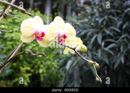 Bella rosa e giallo fioritura orchidee falena (Phalaenopsis cultivar) su uno sfondo di lussureggianti e verdi fronde. Foto Stock