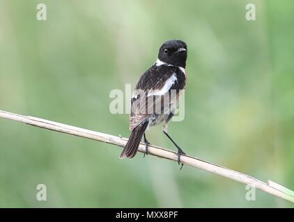 I capretti maschio Stonechat europea (Saxicola rubicola) in closeup, guardando sopra la spalla Foto Stock