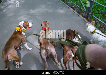 Cani passeggiate nel parco in collari al guinzaglio Foto Stock